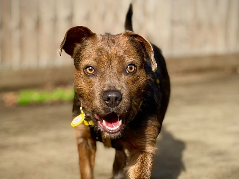 Staffordshire Bull Terrier Dogs And Puppies For Adoption