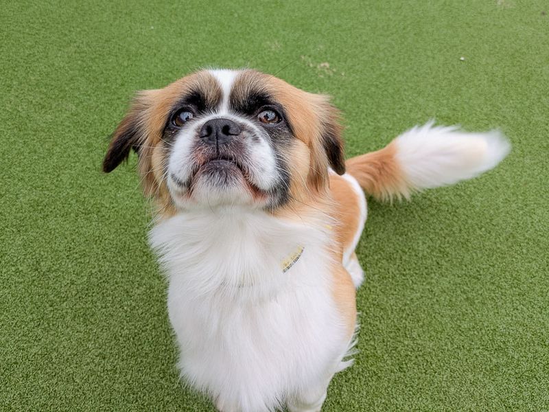 Monet | Spaniel (Tibetan) Cross | Evesham (Worcestershire) - 3