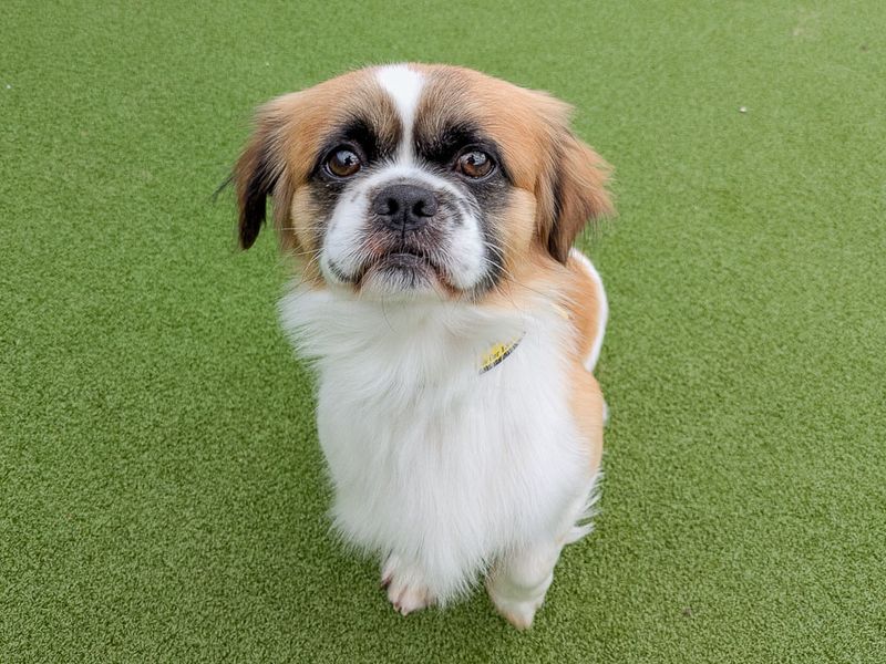 Monet | Spaniel (Tibetan) Cross | Evesham (Worcestershire) - 1