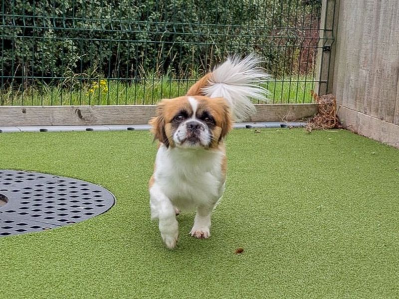 Monet | Spaniel (Tibetan) Cross | Evesham (Worcestershire) - 2