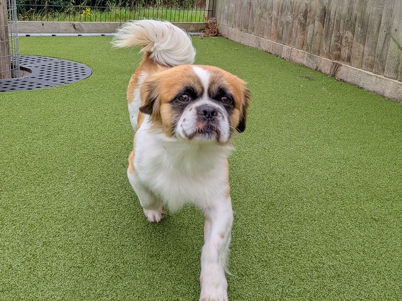 Monet | Spaniel (Tibetan) Cross | Evesham (Worcestershire) - 5