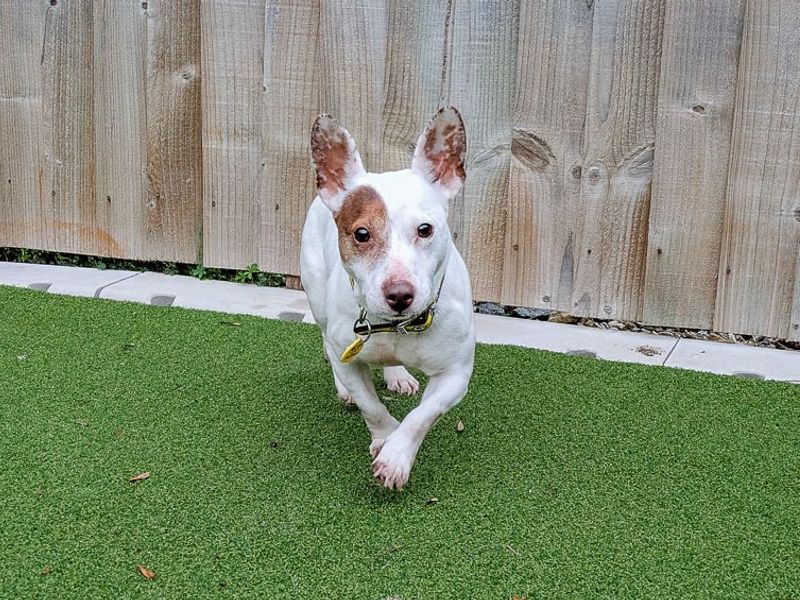 Croissant | Terrier (Jack Russell) | Evesham (Worcestershire) - 3