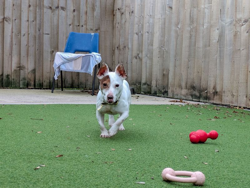 Croissant | Terrier (Jack Russell) | Evesham (Worcestershire) - 2