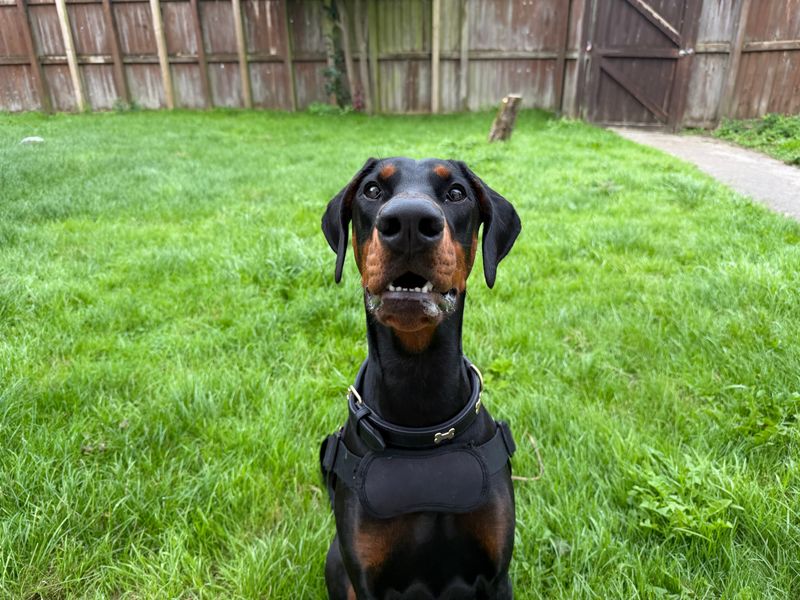 RAE | Dobermann | Bridgend (Wales) - 1