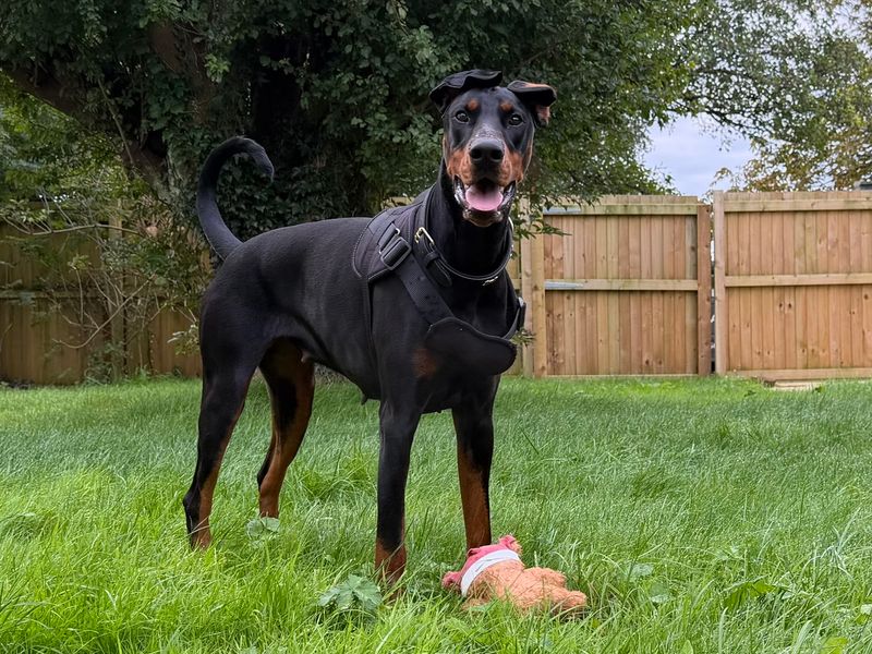 RAE | Dobermann | Bridgend (Wales) - 3