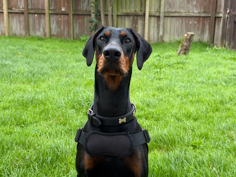 RAE | Dobermann | Bridgend (Wales) - 2