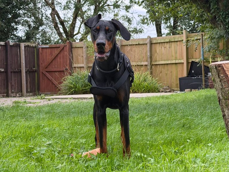 RAE | Dobermann | Bridgend (Wales) - 4