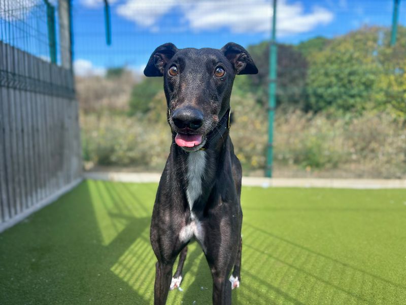Jet | Greyhound | Basildon (Essex) - 4