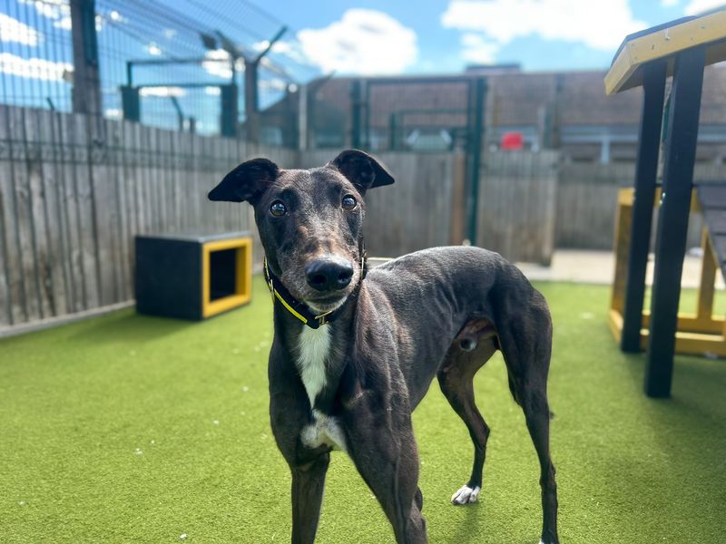 Jet | Greyhound | Basildon (Essex) - 2