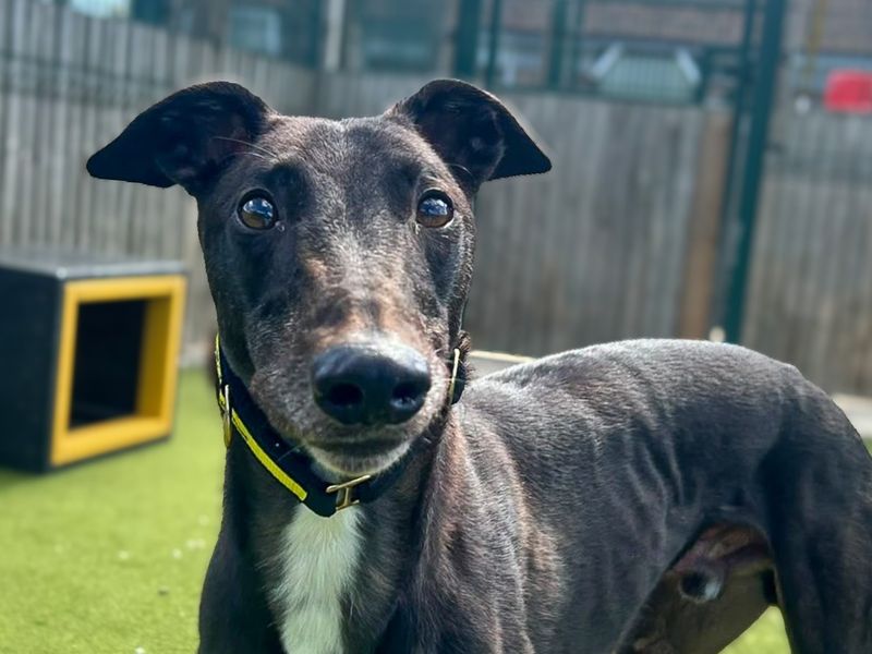 Greyhound Dogs And Puppies For Adoption