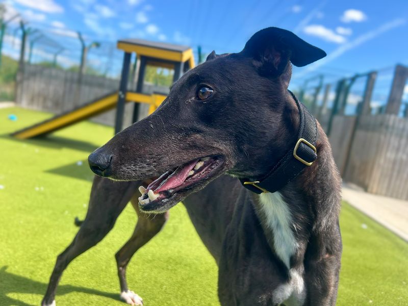 Jet | Greyhound | Basildon (Essex) - 3
