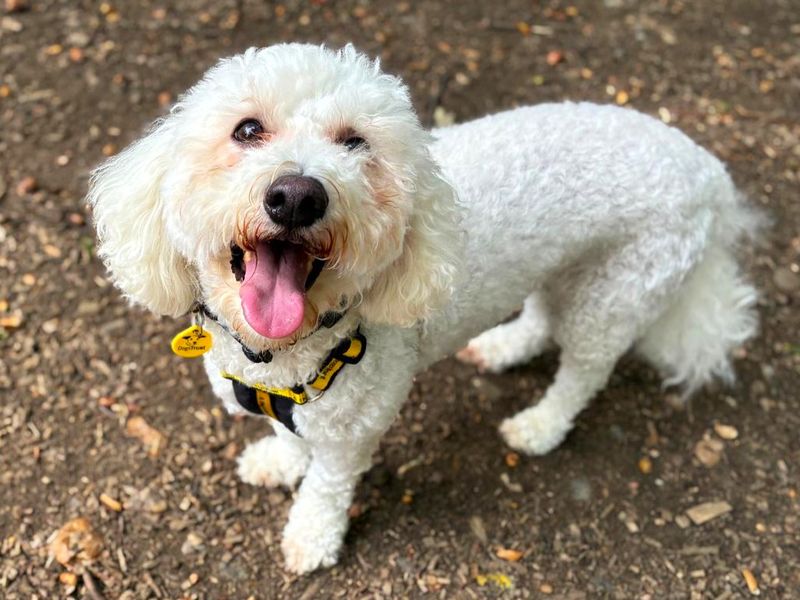 Oscar | Bichon Frise | Canterbury - 3