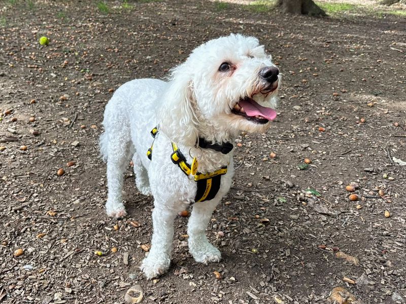 Oscar | Bichon Frise | Canterbury - 1