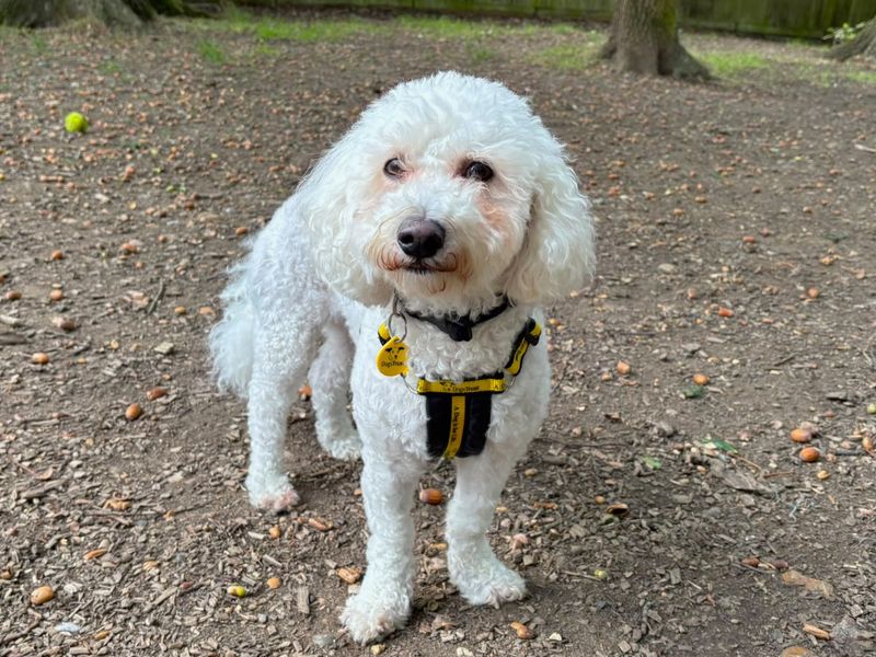 Oscar | Bichon Frise | Canterbury - 2