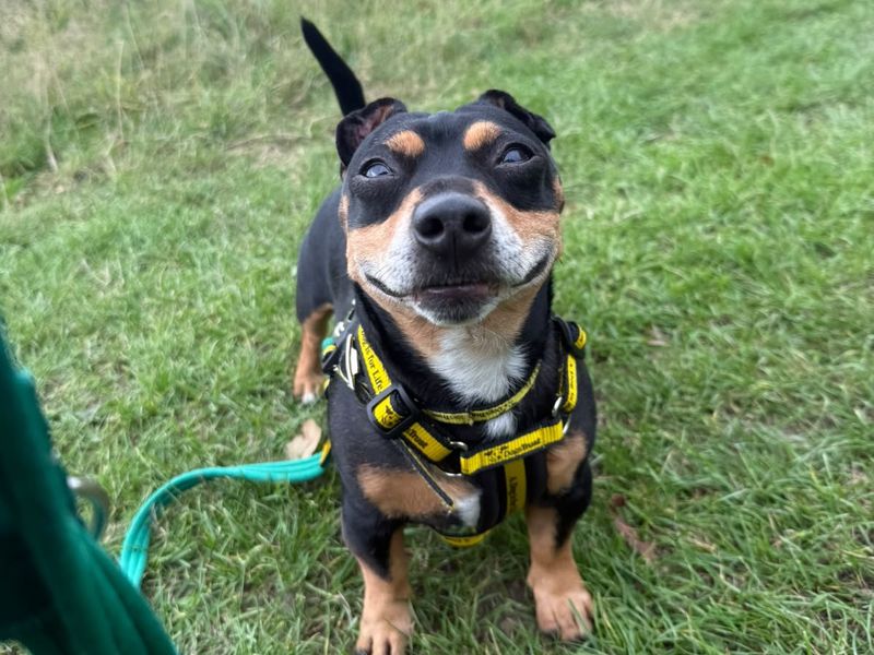 Robbie | Terrier (Jack Russell) | Shrewsbury (Shropshire) - 1