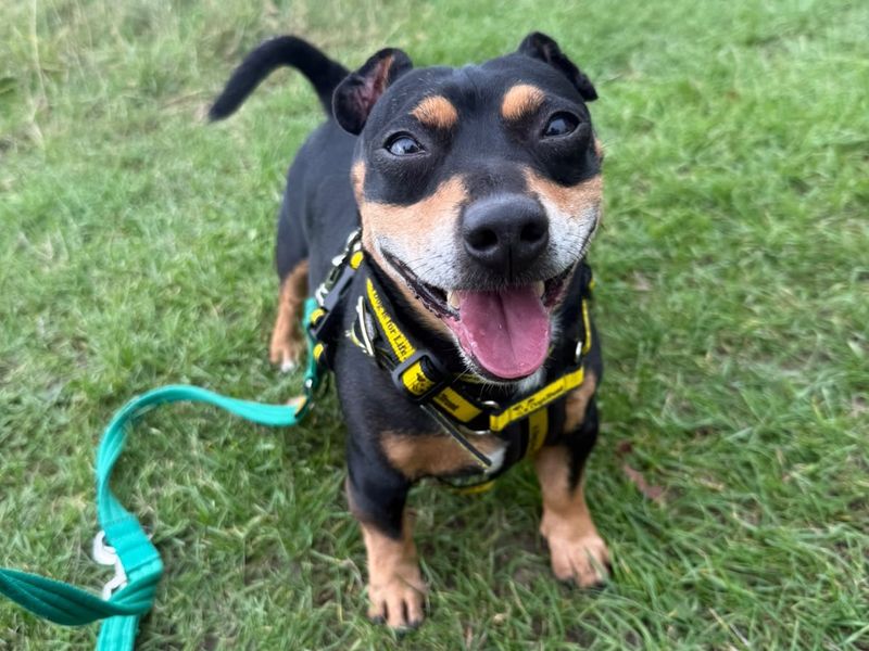 Robbie | Terrier (Jack Russell) | Shrewsbury (Shropshire) - 2