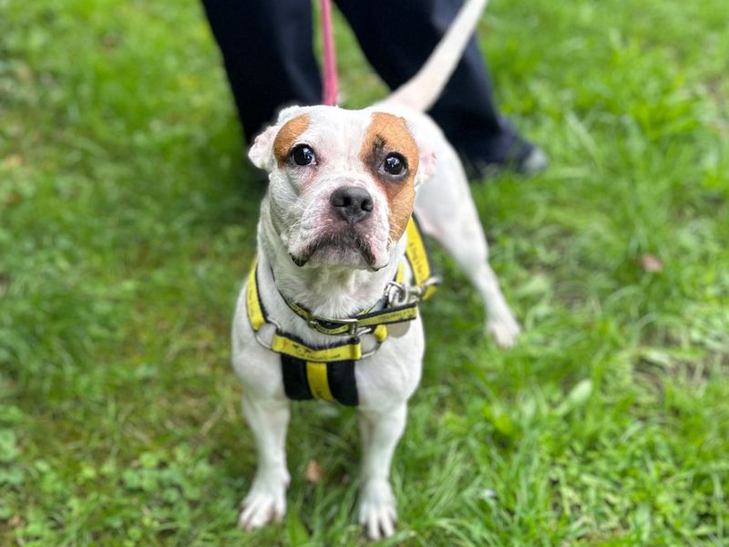 Adopt a Boxer Cross Rescue Dog | Smore | Dogs Trust