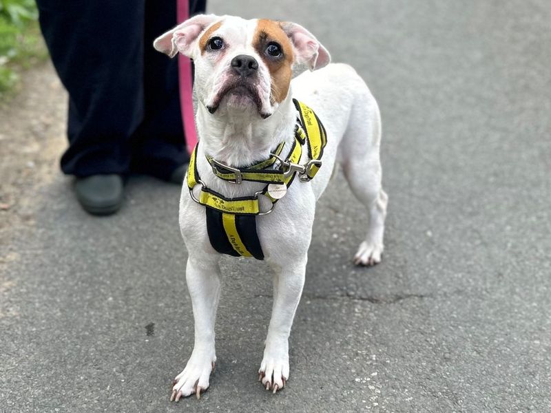 Smore | Boxer Cross | Snetterton (Norfolk) - 6