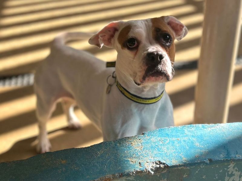 Adopt a Boxer Cross Rescue Dog | Smore | Dogs Trust