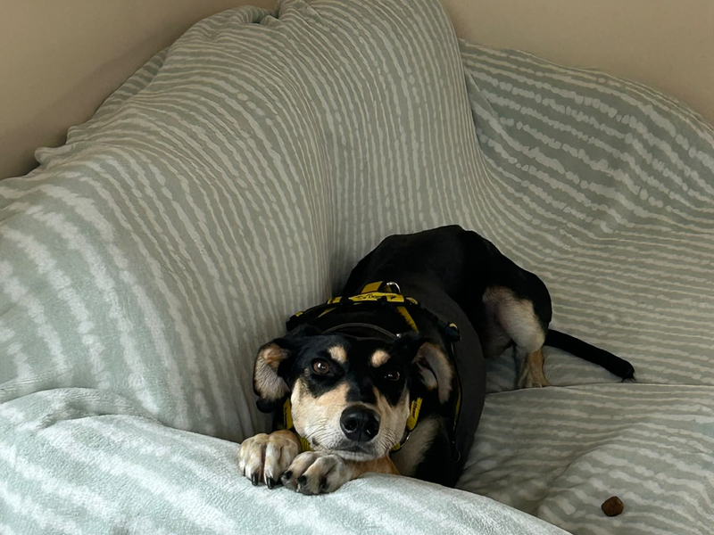 Jenkins | Lurcher Cross | Shrewsbury (Shropshire) - 2