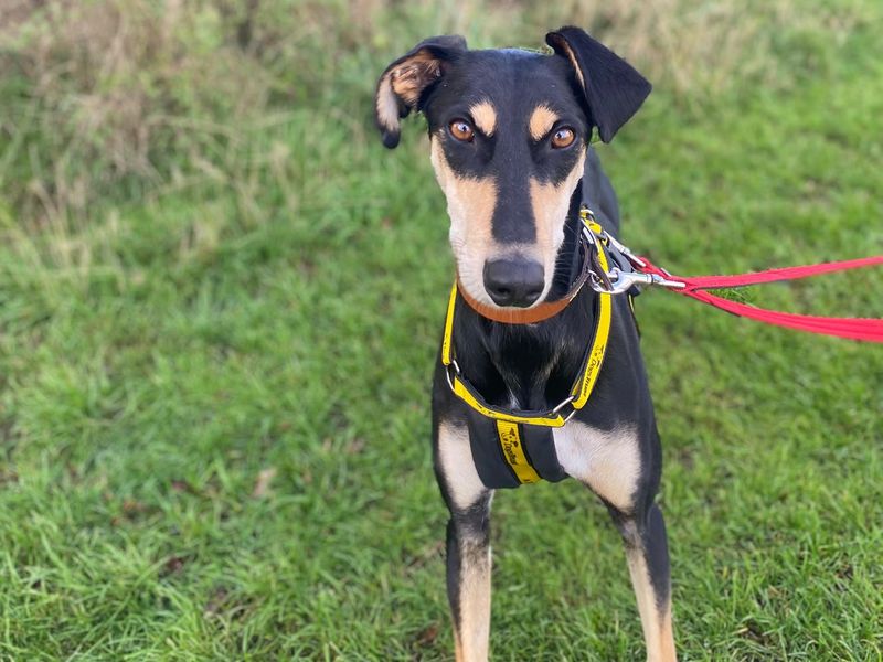 Jenkins | Lurcher Cross | Shrewsbury (Shropshire) - 1