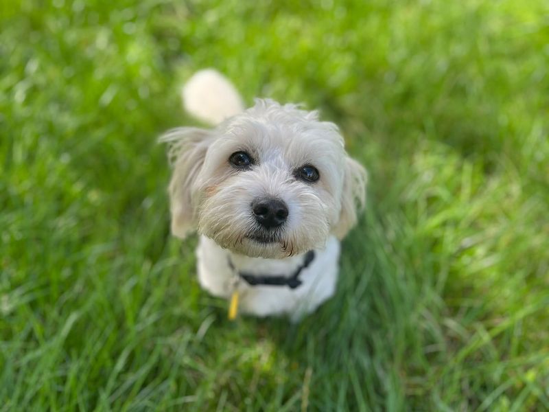 Margot | Shih Tzu Cross | Bridgend (Wales) - 3