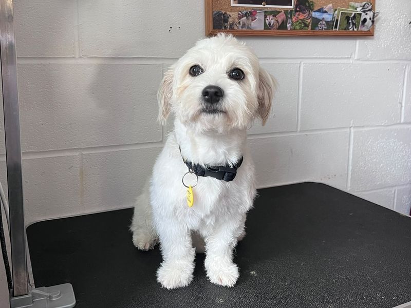 Margot | Shih Tzu Cross | Bridgend (Wales) - 1