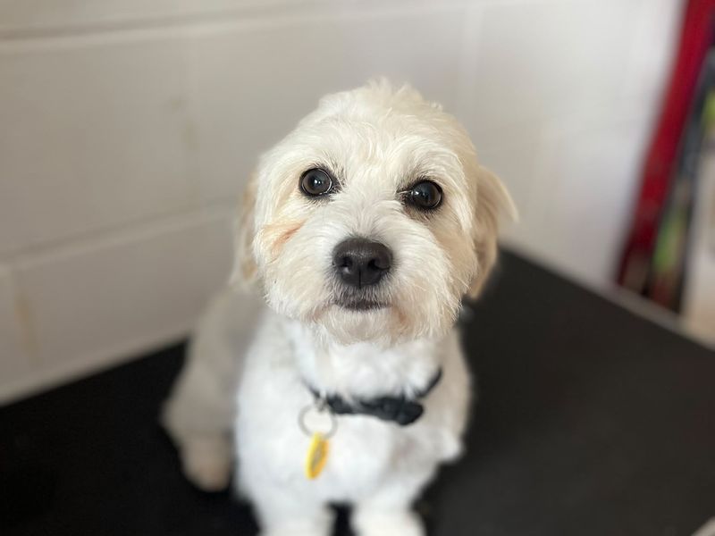 Margot | Shih Tzu Cross | Bridgend (Wales) - 2