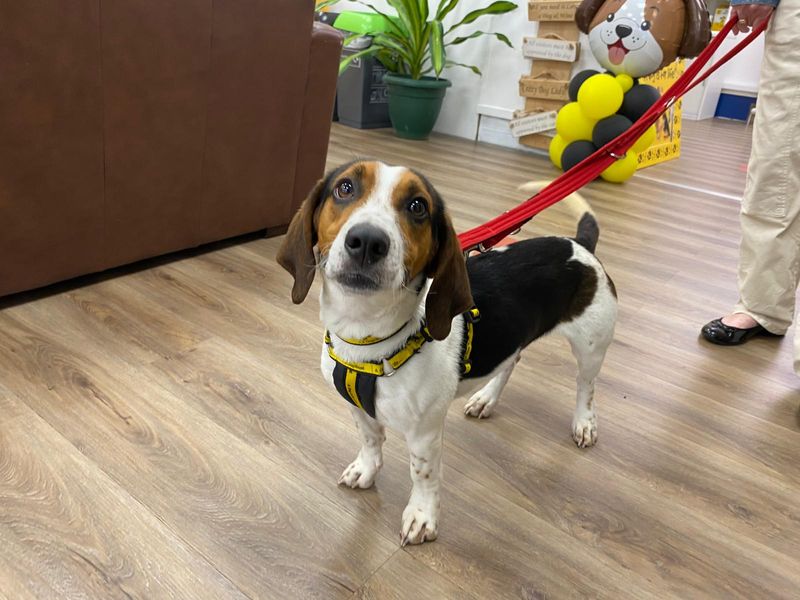 Lady | Crossbreed | Cumbria - 1