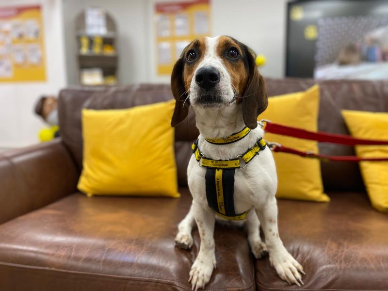 Lady | Crossbreed | Cumbria - 2
