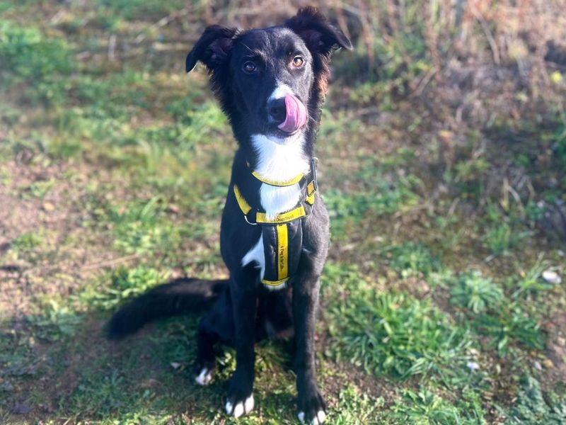Tilly - Image 6 of 6