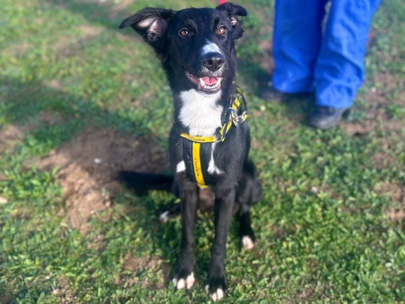 Tilly | Collie (Border) Cross | Snetterton (Norfolk) - 2