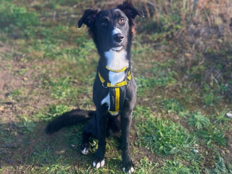 Tilly | Collie (Border) Cross | Snetterton (Norfolk) - 3
