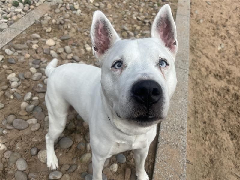 Blue | Terrier (Bull) Cross | Cardiff - 6