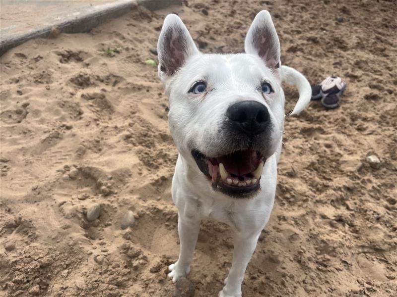 Blue | Terrier (Bull) Cross | Cardiff - 4
