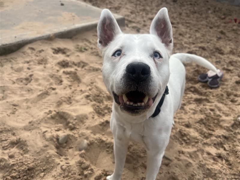 Blue | Terrier (Bull) Cross | Cardiff - 3