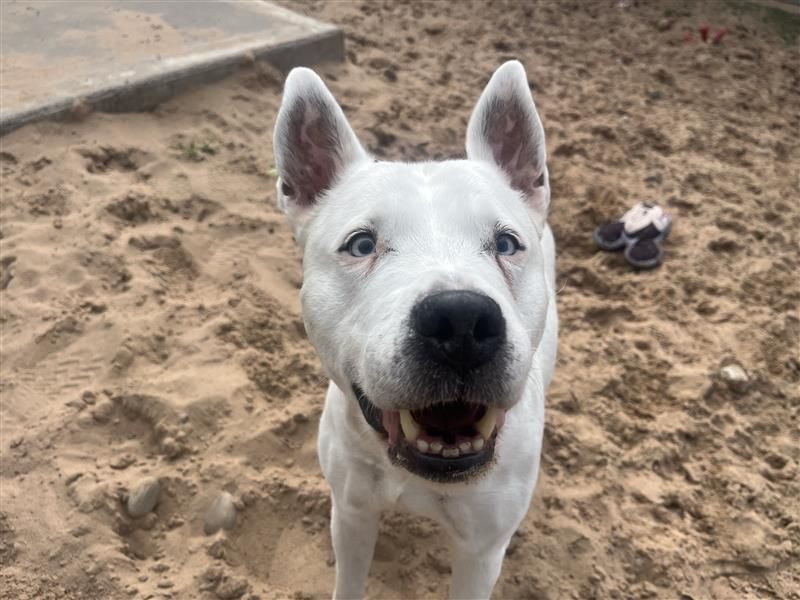 Blue | Terrier (Bull) Cross | Cardiff - 2