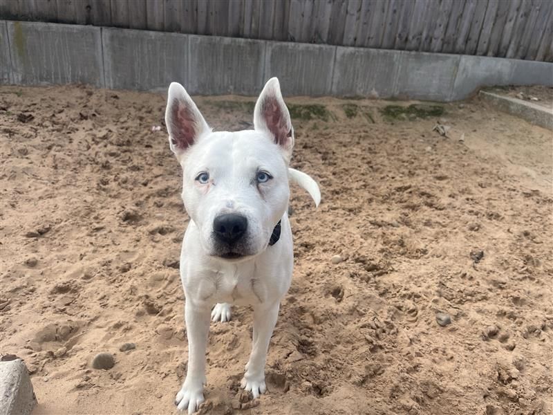 Blue | Terrier (Bull) Cross | Cardiff - 5