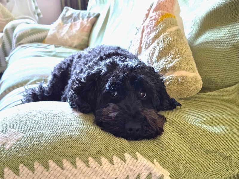 Cocker Spaniel Dogs And Puppies For Adoption