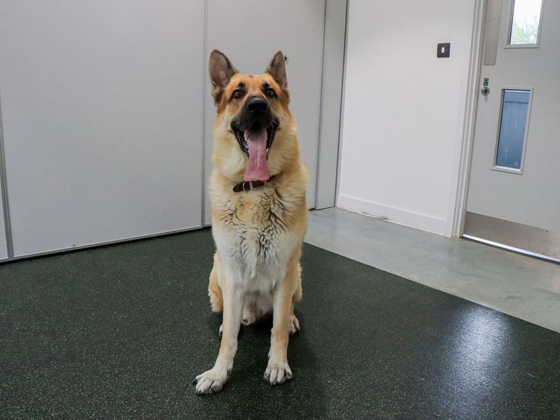 Odin | German Shepherd Dog | Evesham (Worcestershire) - 3