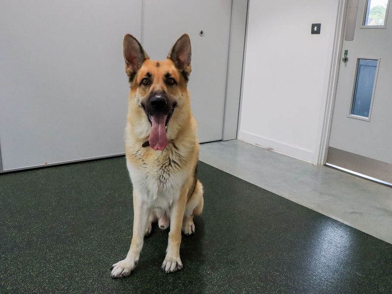 German Shepherd Dogs And Puppies For Adoption