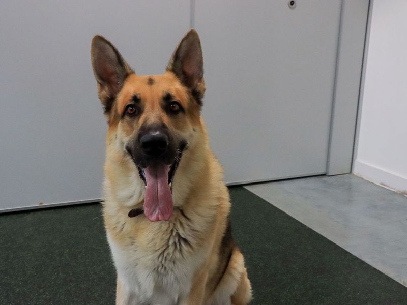 Odin | German Shepherd Dog | Evesham (Worcestershire) - 1