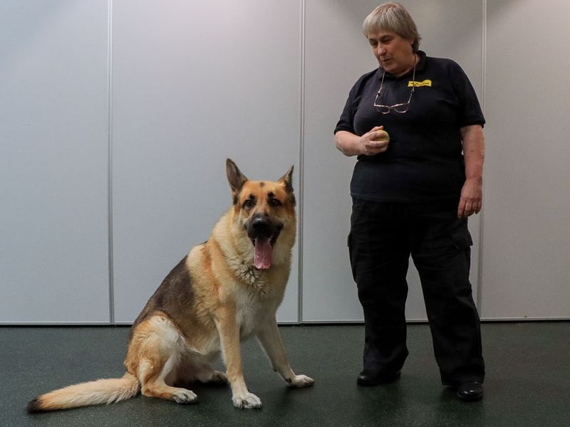 Odin | German Shepherd Dog | Evesham (Worcestershire) - 4