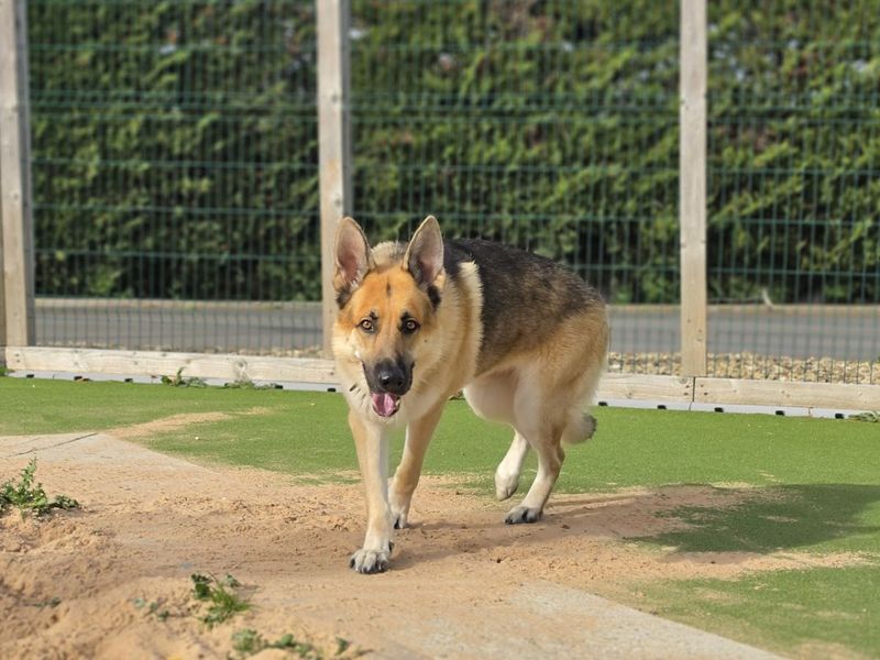 Odin | German Shepherd Dog | Evesham (Worcestershire) - 9