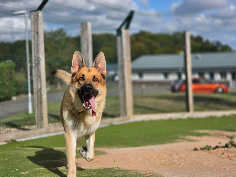 Odin | German Shepherd Dog | Evesham (Worcestershire) - 2