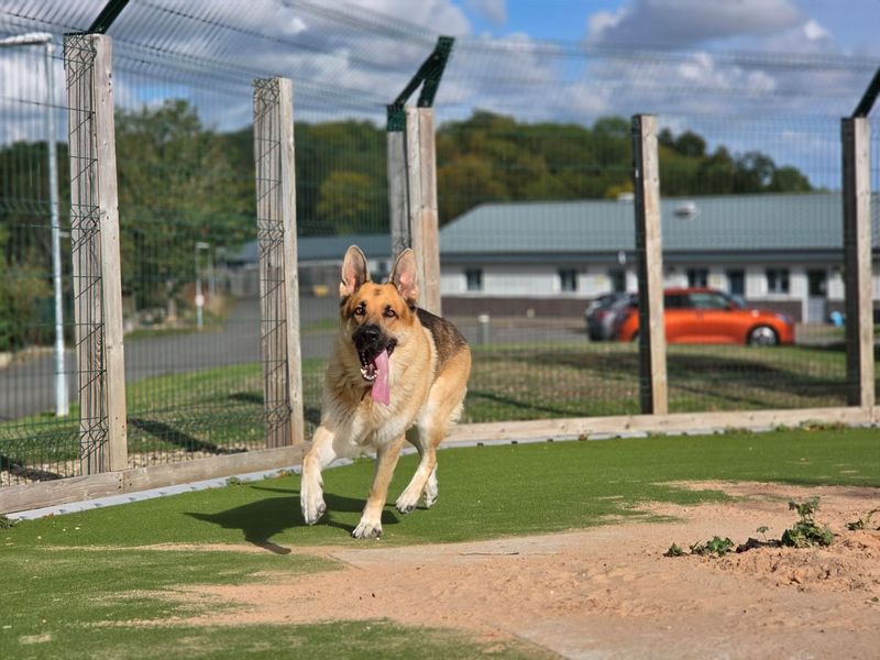 Odin | German Shepherd Dog | Evesham (Worcestershire) - 4
