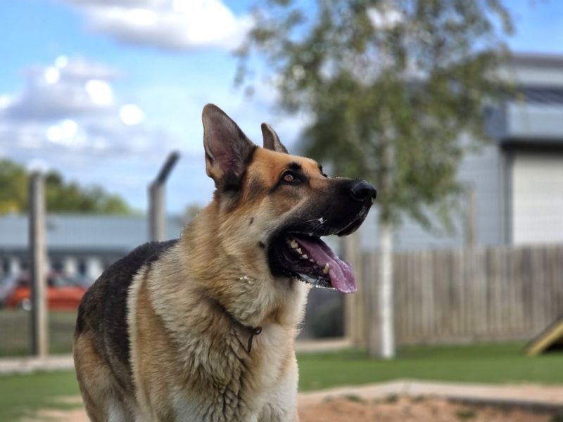 Odin | German Shepherd Dog | Evesham (Worcestershire) - 3