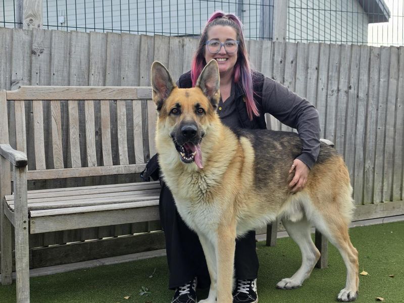 Odin | German Shepherd Dog | Evesham (Worcestershire) - 8