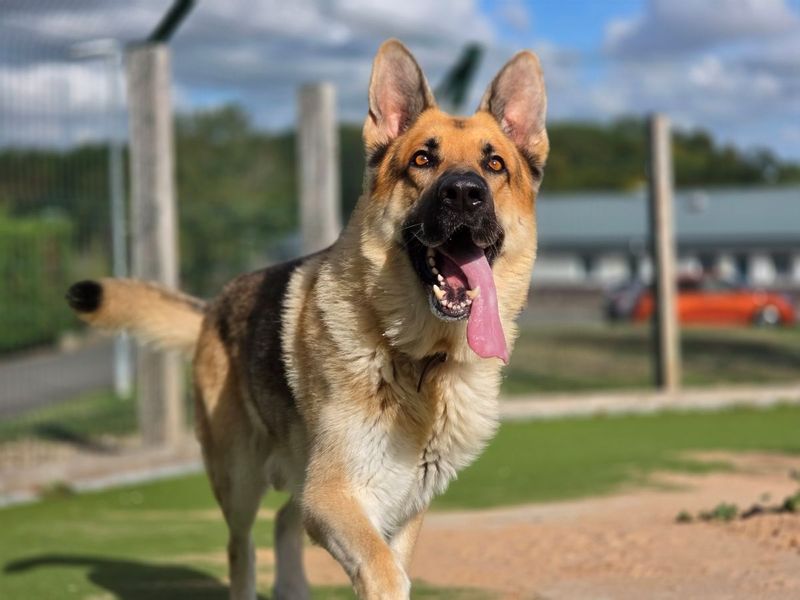 Odin | German Shepherd Dog | Evesham (Worcestershire) - 5