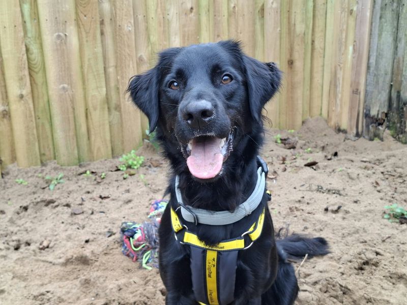 Opie | Retriever (Labrador) Cross | Ilfracombe - 2